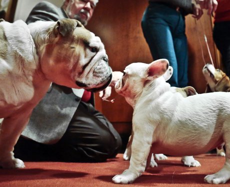 An English bulldog and a French bulldog