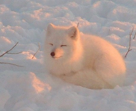 A dog in the snow