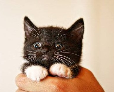 A tiny kitten in a man's hands