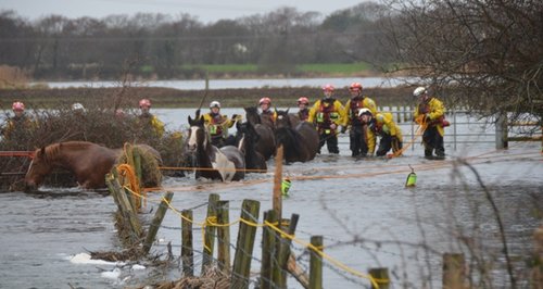 rescued horses in Christchurch