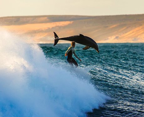 surfer and leaping dolphin