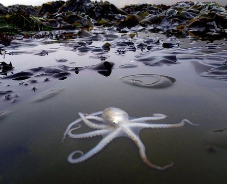 octopus swimming