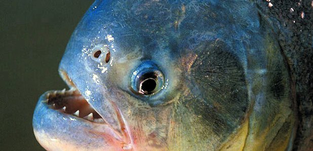 Bristol Aquarium - Piranha