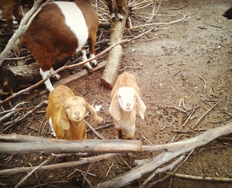 Two smiling goats