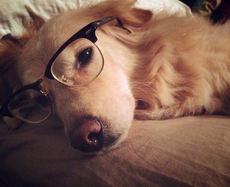 A golden retriever in glasses