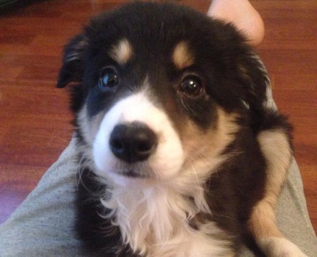 A puppy looking up at it's owner