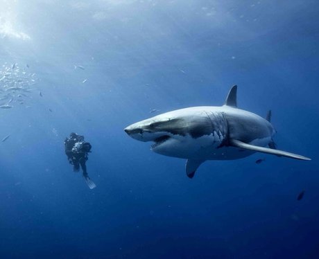 diver and shark