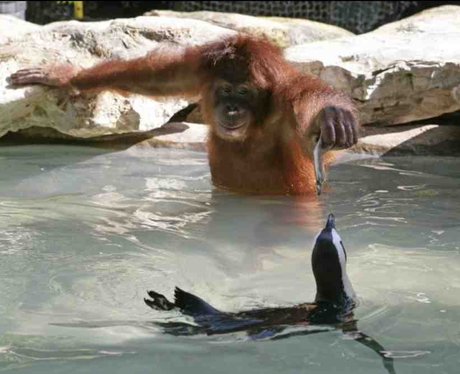 orangutan feeds penguin a fish