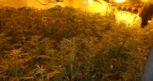 Cannabis Factory Henley Road