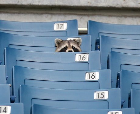 raccoon at yankey stadium
