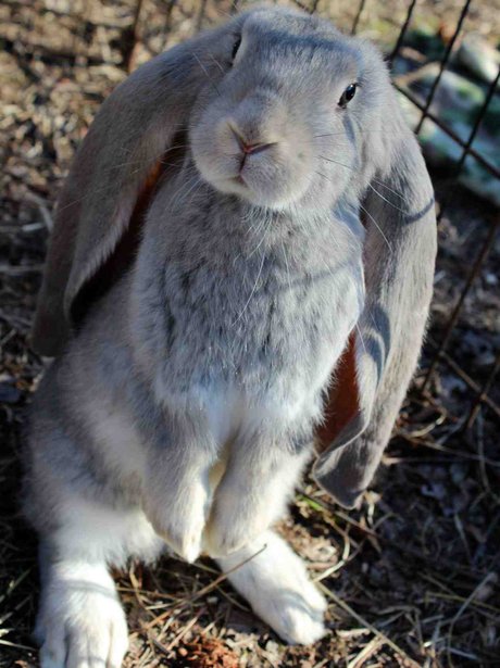 3. Curious bunny alert at number three. - Cutest Pictures Of The Week ...