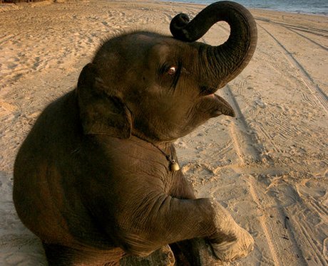 baby elephant on the beach