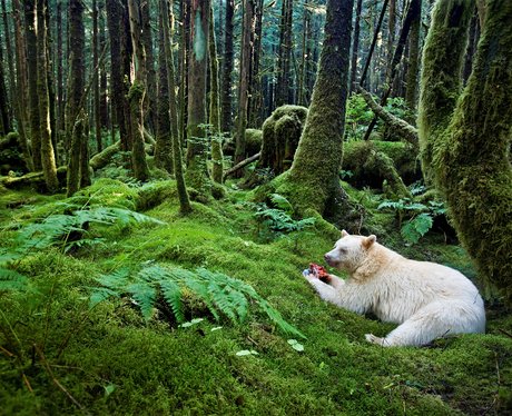 bear in the forest