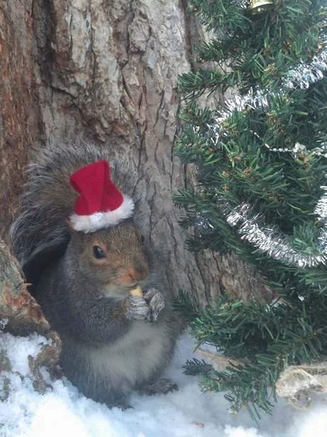 squirrel wearing santa hat