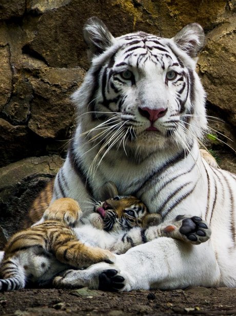 white tiger and orange cub