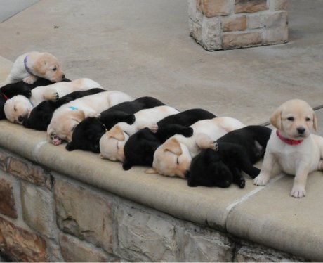 black and white puppies