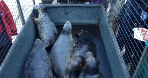 Six seals recovered from their injuries