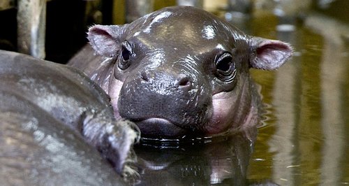 Baby Hippo Bristol Zoo