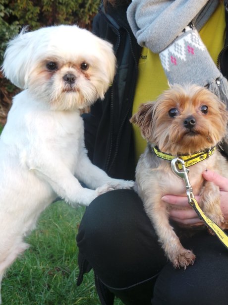 Sonny (left) and Sally - Dogs Trust Ballymena