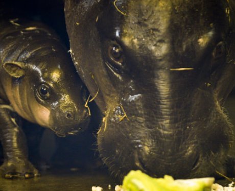 Pygmy hippo baby at Bristol Zoo