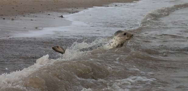 seal pups