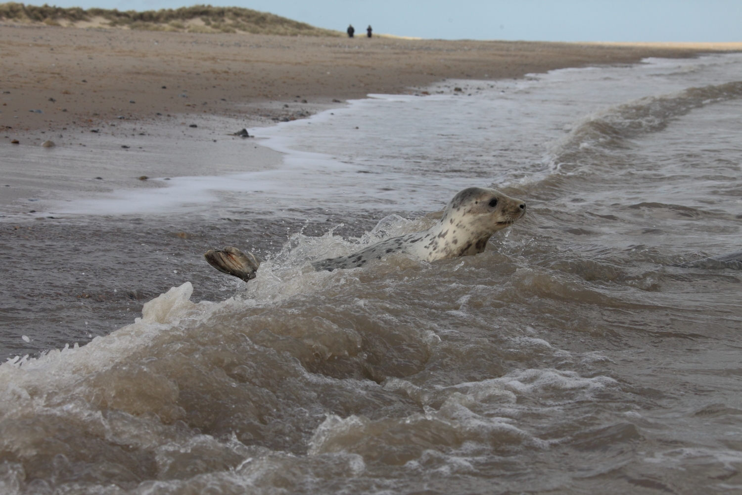 seal pups