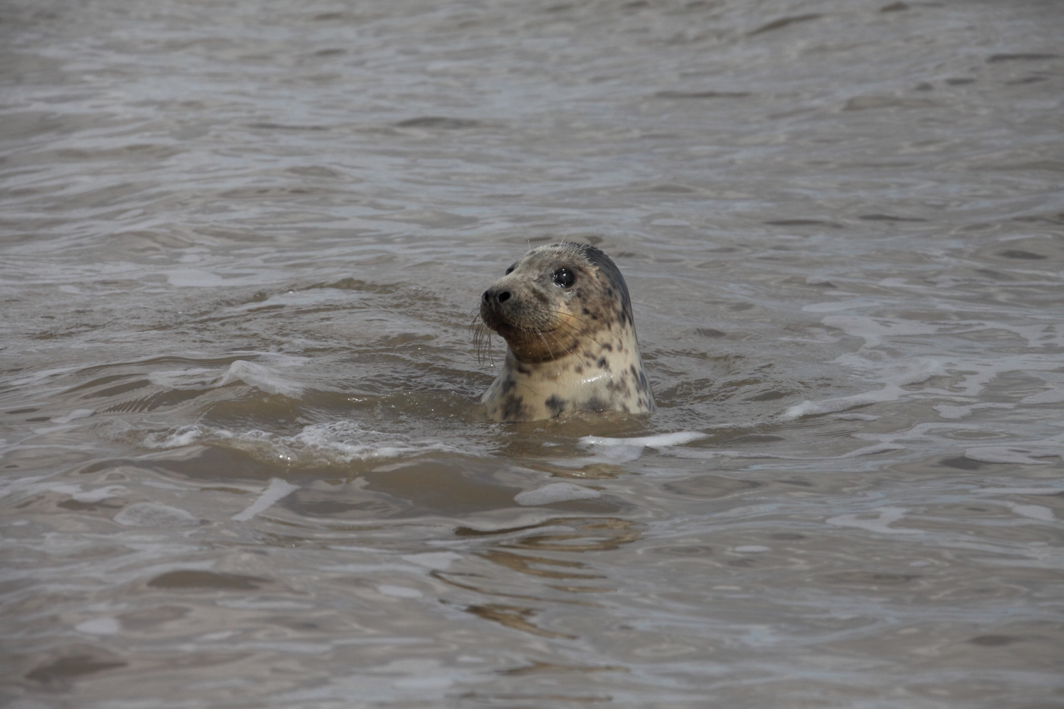 seal pups