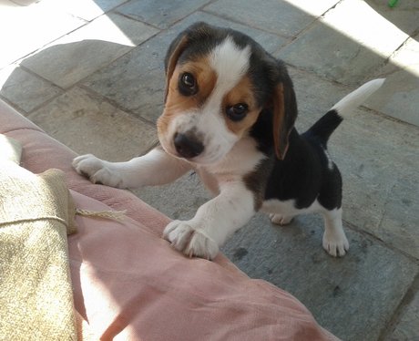 puppy