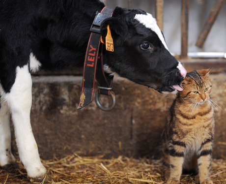 cat licking calf