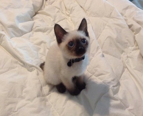 siamese kitten