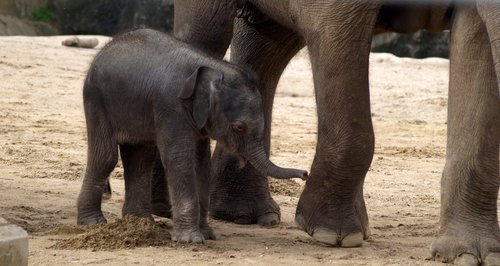 Twycross baby Asian elephant
