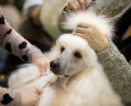 white poodle being pampered