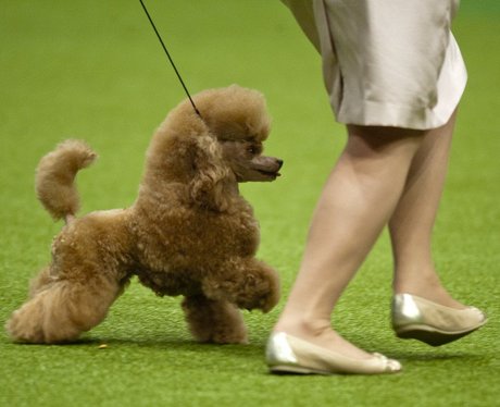 Russian Toy Poodle Sakura is Winner 