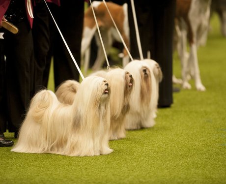 lhasa apso crufts