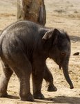 Twycross Zoo elephant