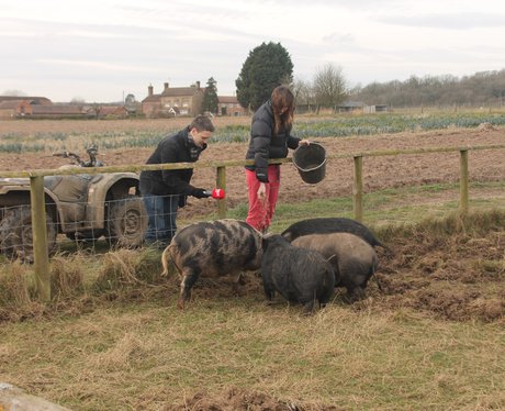 Over Farm Pig Racing