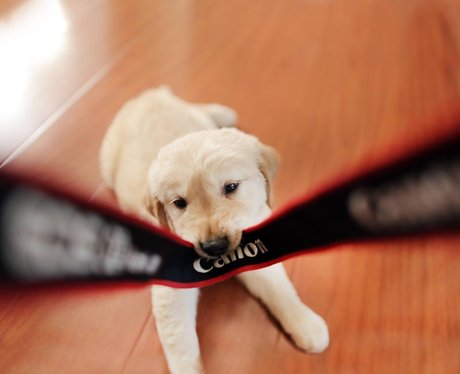 Labrador eats a camera strap