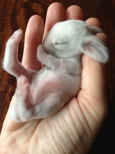 10 This White Baby Bunny Is So Small He Can T Even Open His Eyes Yet Too Cute Heart