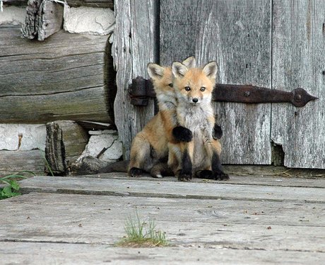 A fox hides behind another fox