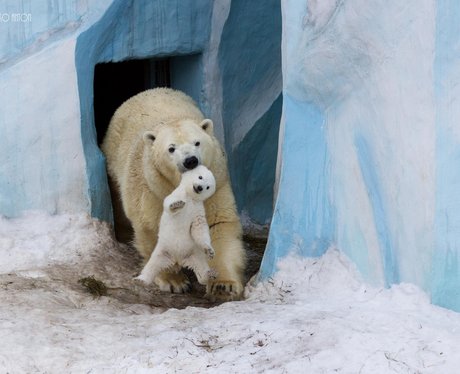 A polar bear carries its cub