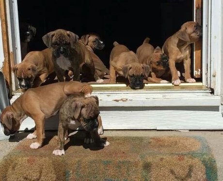 A litter of puppies step outside
