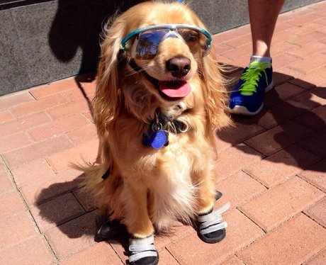 dog wearing sunglasses