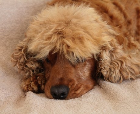 sleeping dog