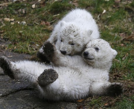 polar bear cubs playing