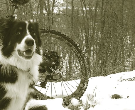 dog next to a bike