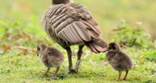 First goslings at Slimbridge signal start of sprin