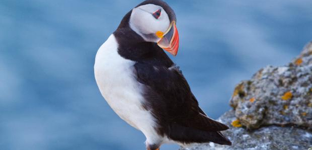 Visit Scotland Puffin