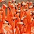 Flamingo slimbridge 2