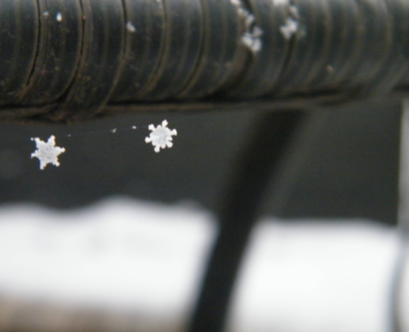 Two snowflakes caught in a spider's web