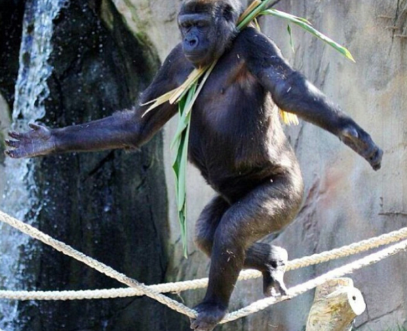 A gorilla walking a tightrope